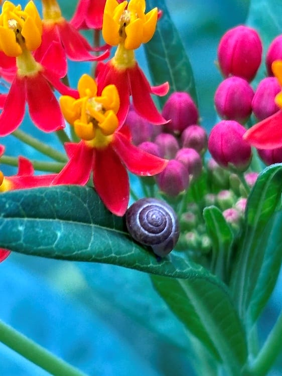 A small snail on a leaf